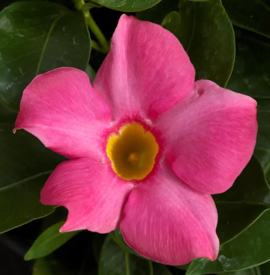 Madinia® Pink
