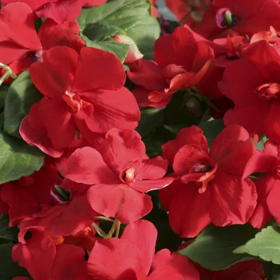 Athena™ Red