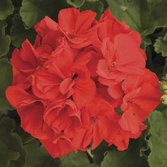 Rocky Mountain™ Red