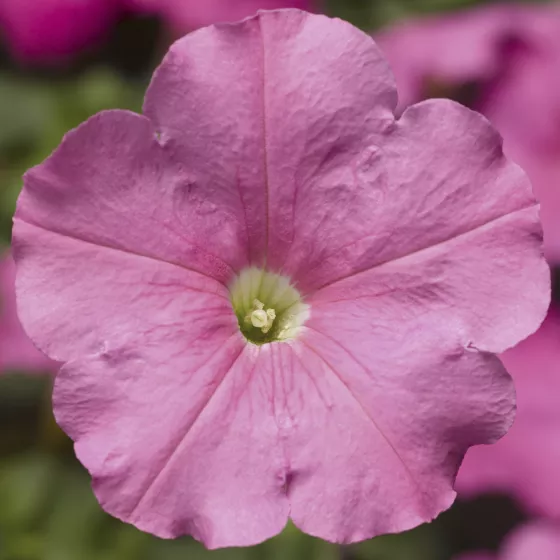Damask™ Pink