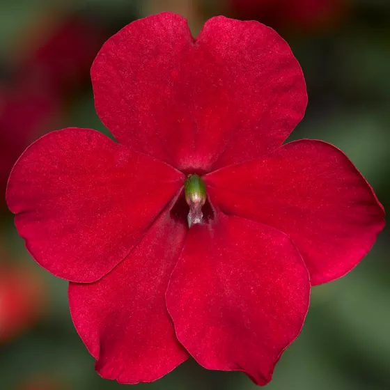 Imara® XDR Red