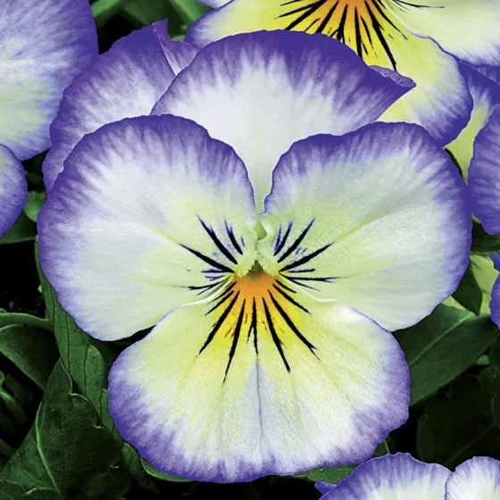 Penny™ Purple Picotee