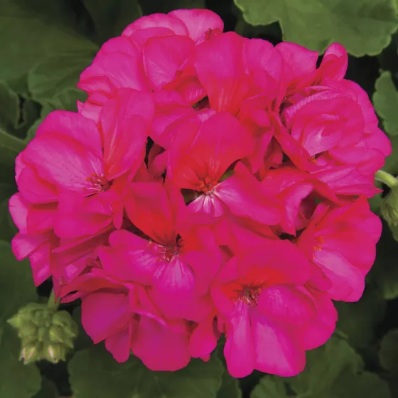 Rocky Mountain™ Violet