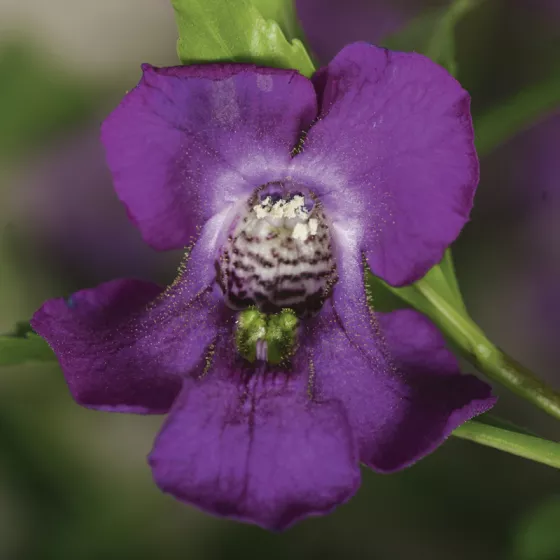 Carita™ Purple