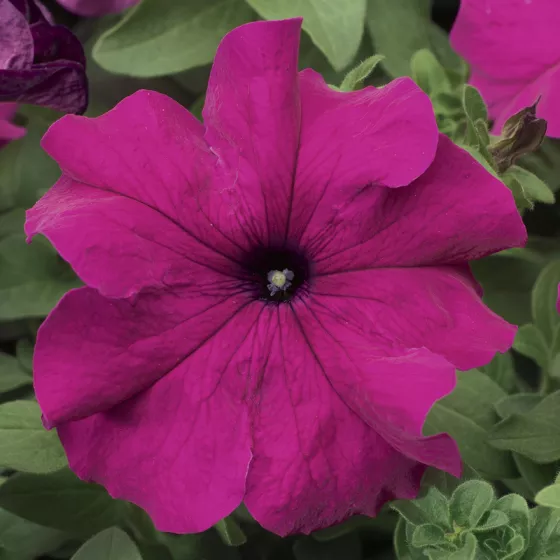 TriTunia™ Purple