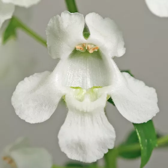 Carita™ Cascade White