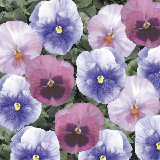 Delta™ Classic Cotton Candy Mix