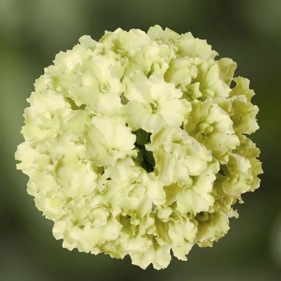 Lanai® Green Apple