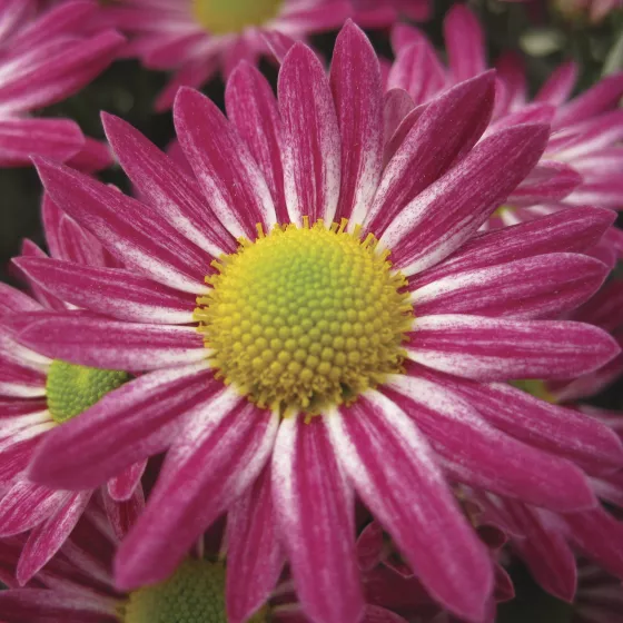 Genevieve™ Purple Bicolor