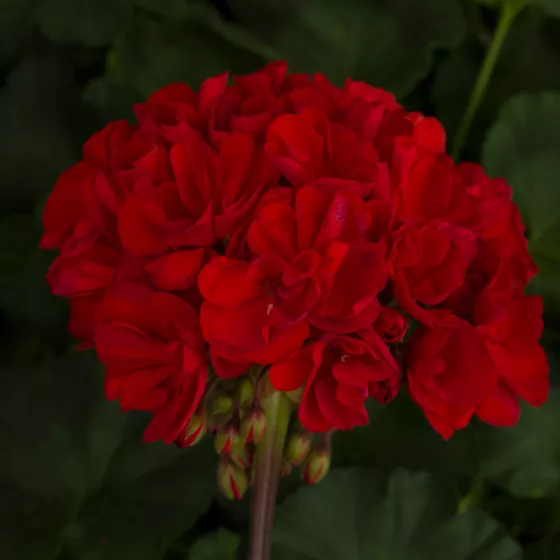 Tango™ Dark Red