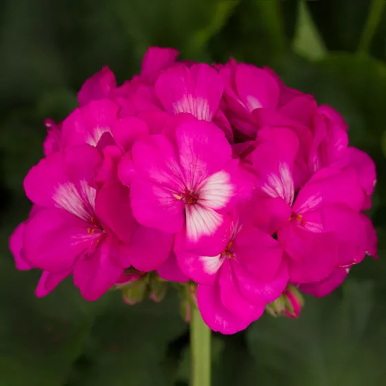 Tango™ Hot Pink