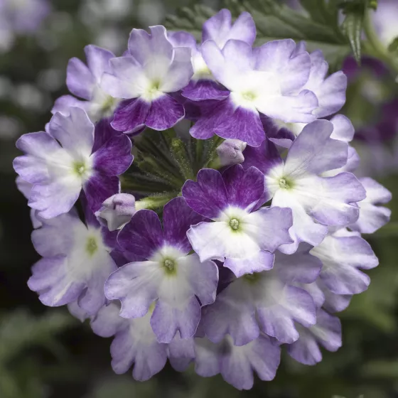 Lanai® Twister™ Purple