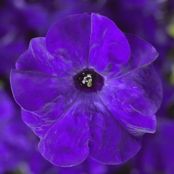 TriTunia™ Blue