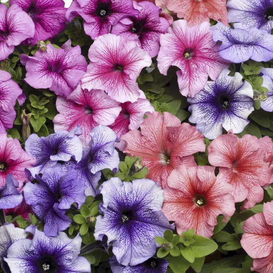 TriTunia™ Veined Mix