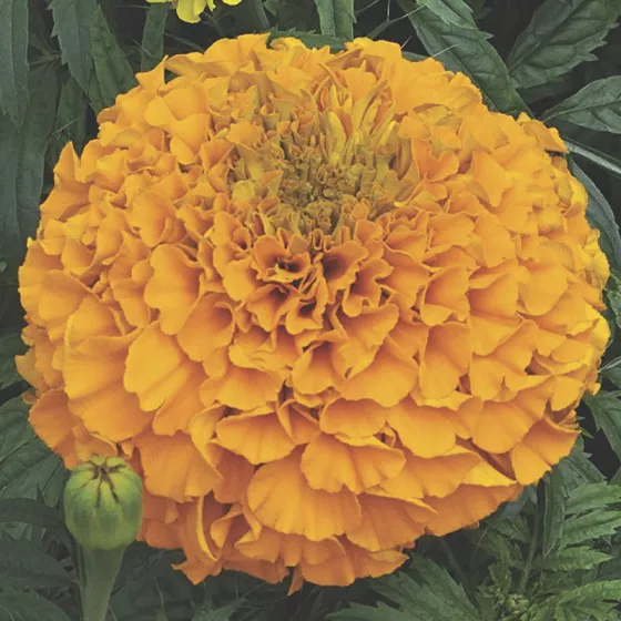 Blumensamen „Lady Orange F1“ Tagetes – Portion Für Ca. 30-45 Pflanzen – Große Orangene Blüten