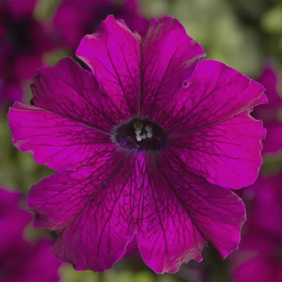 TriTunia™ Burgundy