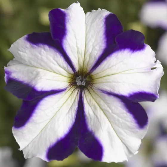 TriTunia™ Blue Star