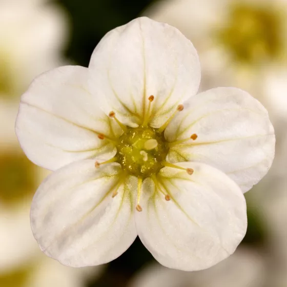 Alpino™ Early White