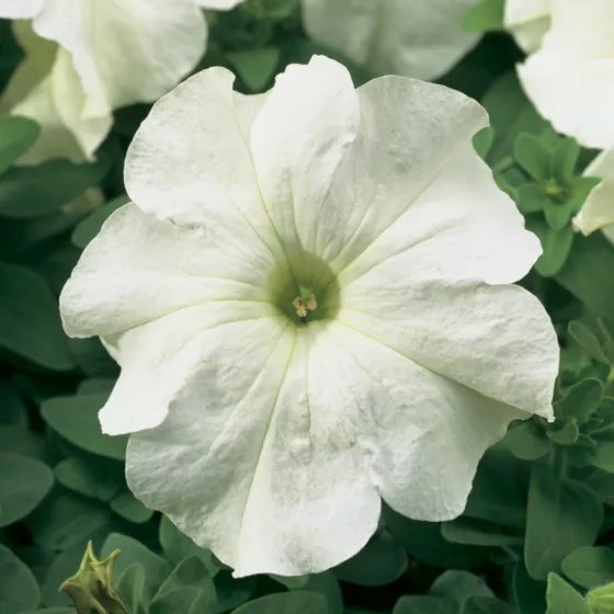 TriTunia™ White