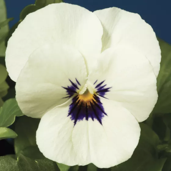 Penny™ White Blotch