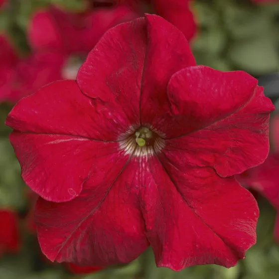 TriTunia™ Red
