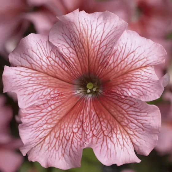 TriTunia™ Salmon Veined