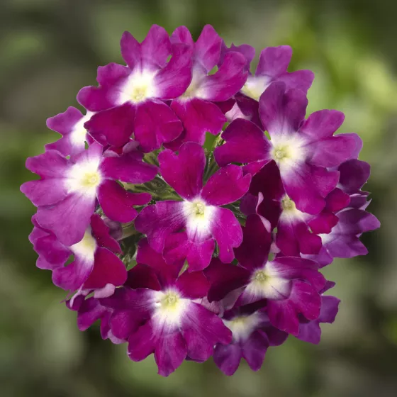 Lanai® Compact Violet with Eye