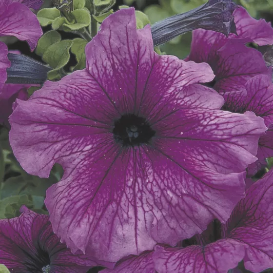 TriTunia™ Plum