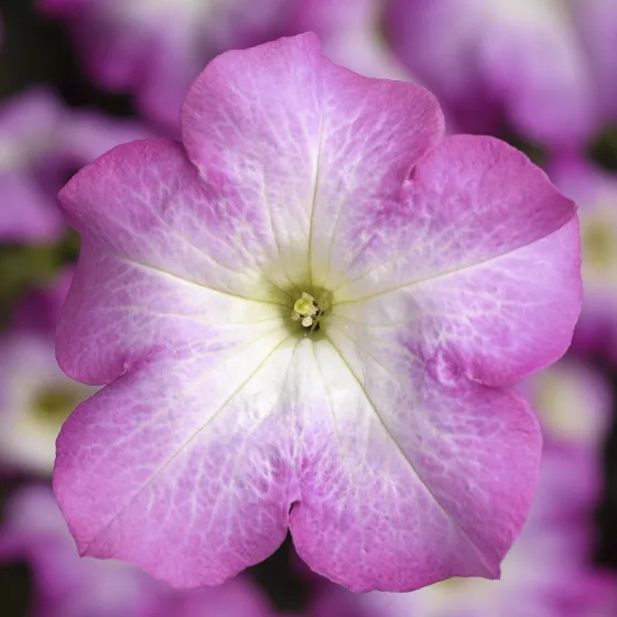 TriTunia™ Pink Morn