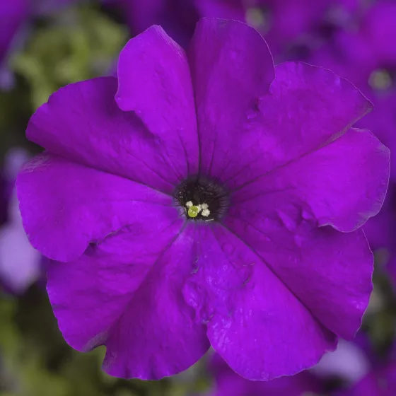 TriTunia™ Violet