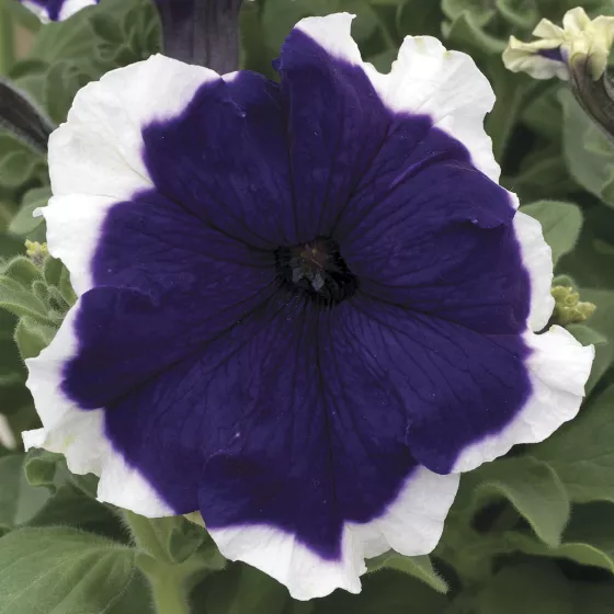 Frost™ Blue