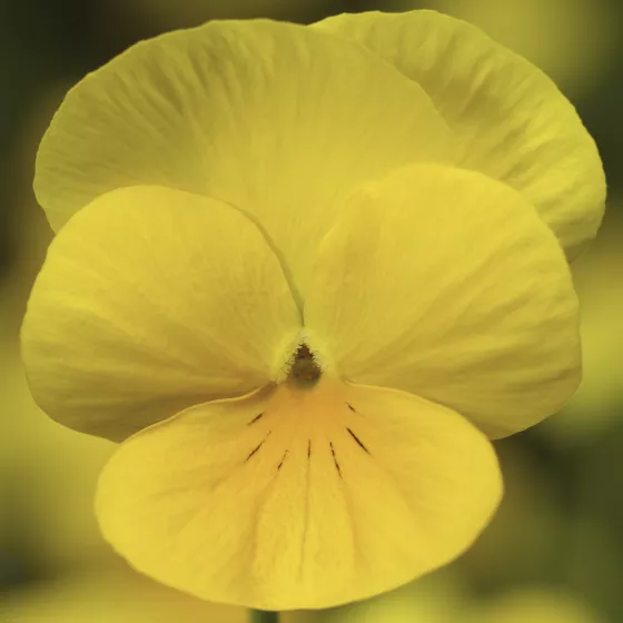 Deltini™ Yellow