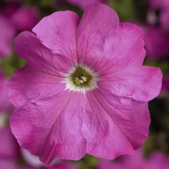 TriTunia™ Pink