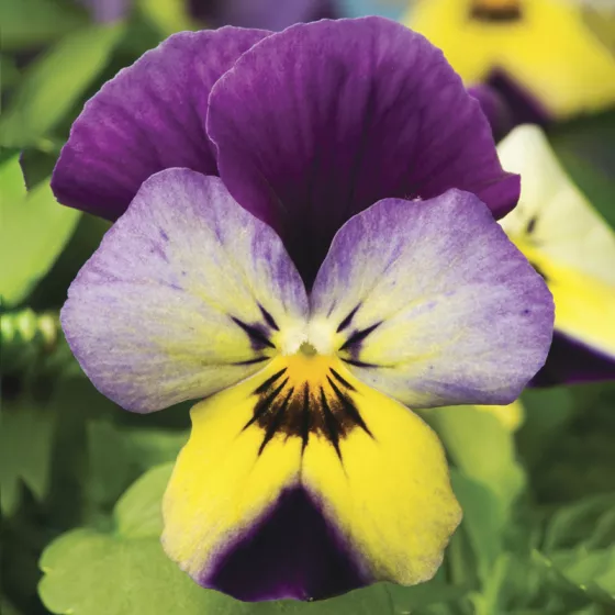 Endurio® Blue Yellow with Purple Wing