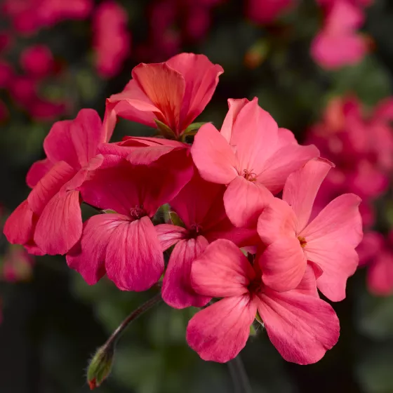 Caliente® Coral Salmon