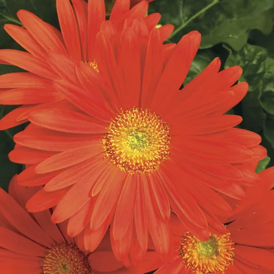 Jaguar™ Deep Orange
