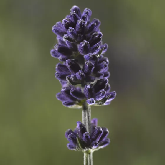 Scent™ Blue
