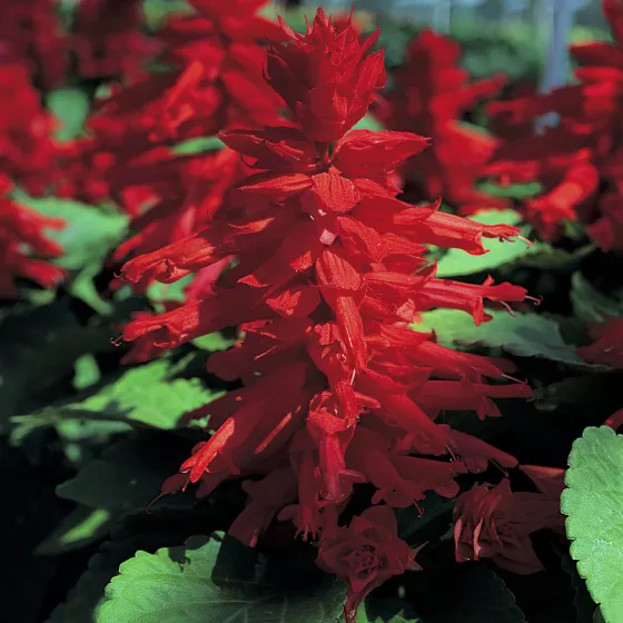 Sizzler™ Red