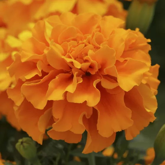 Zenith™ Deep Orange