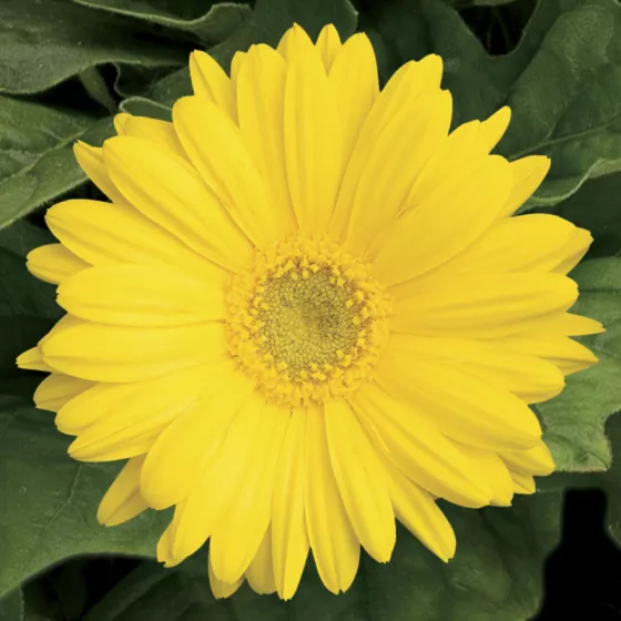 Jaguar™ Yellow