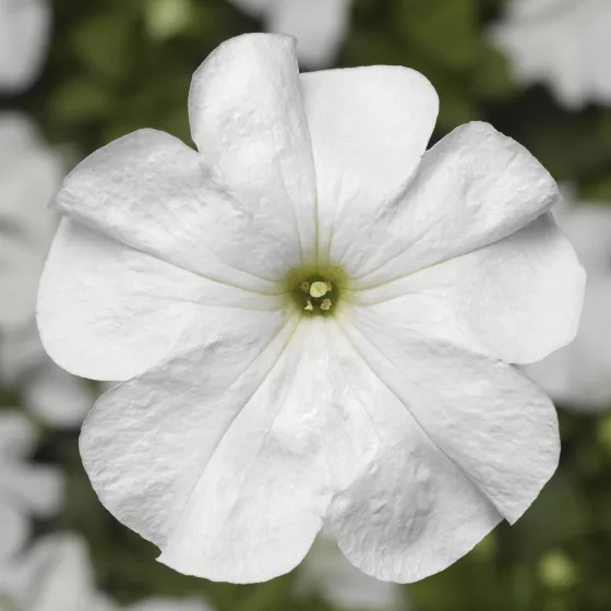 Duvet™ White