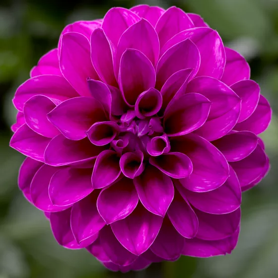 Grandalia™ Dark Rose