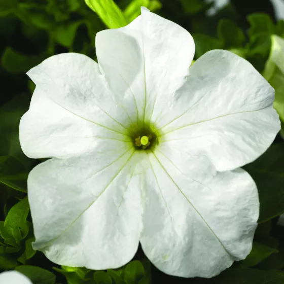 TriTunia™ Fresh White