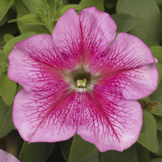 TriTunia™ Pink Veined