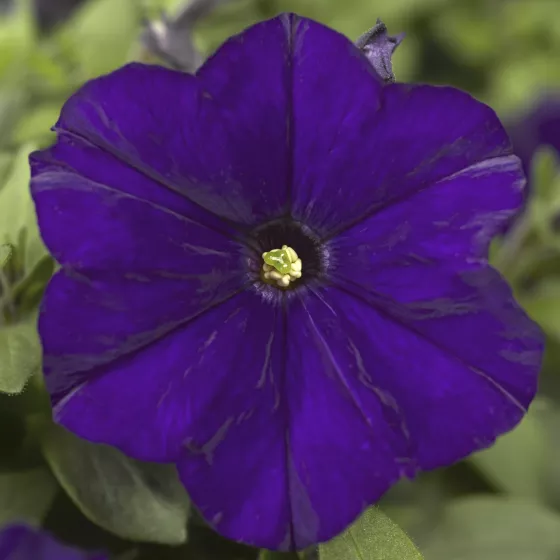 Picobella™ Blue
