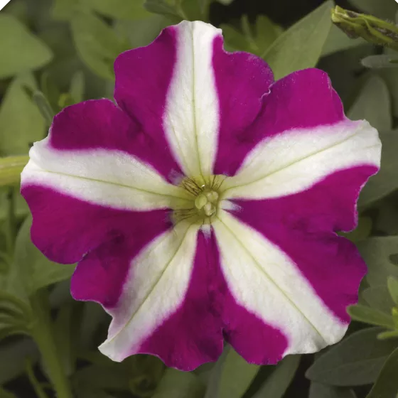 Picobella™ Rose Star