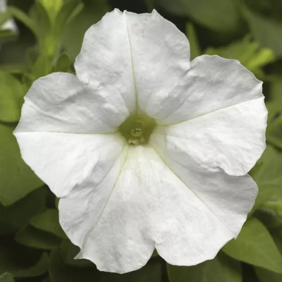 Picobella™ White