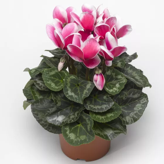 Sierra™ Shine Rose