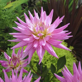 Karma Corona Pink