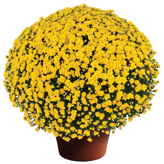 Jacqueline™ Yellow
